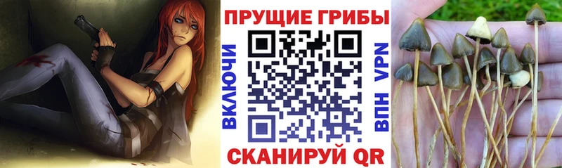 Псилоцибиновые грибы Cubensis  сколько стоит  Верхняя Пышма 